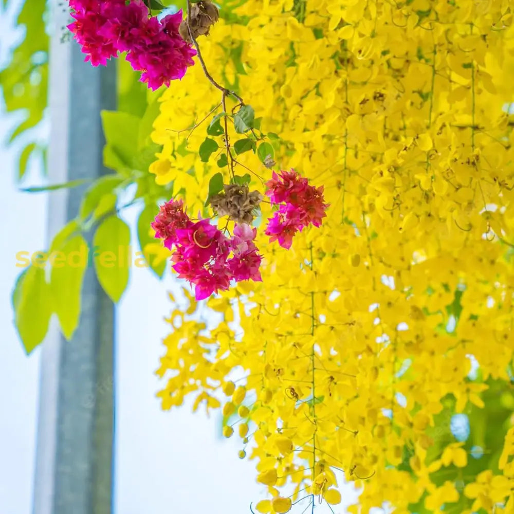 Golden Shower Tree Seeds Cassia Fistula Fast-Growing Fragrant Showy Evergreen Attracts Butterflies