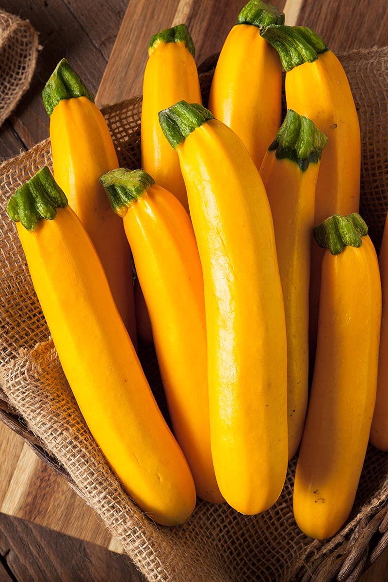 Golden zucchini squash seeds for planting