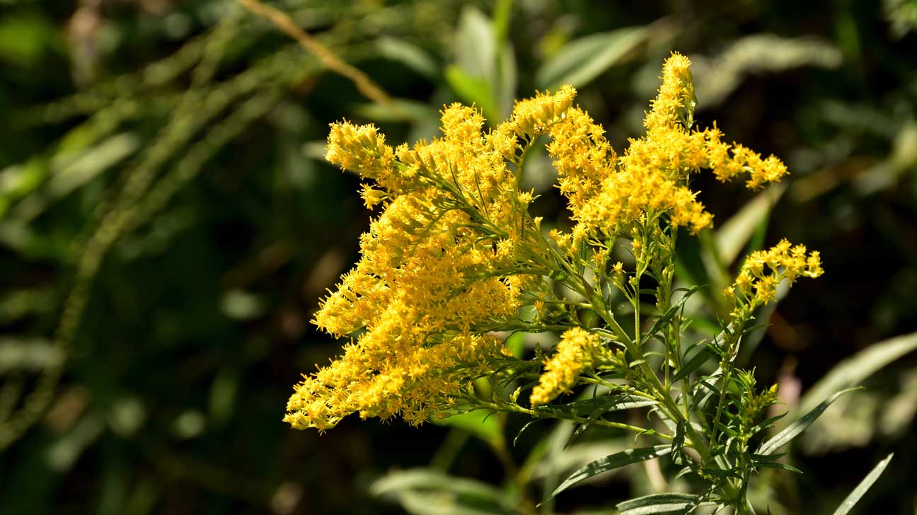 Yellow Solidago Plant Seeds Planting Bright Flower