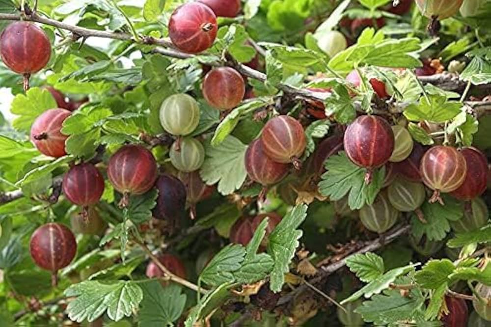 Gooseberry seeds for planting Ribes uva-crispa