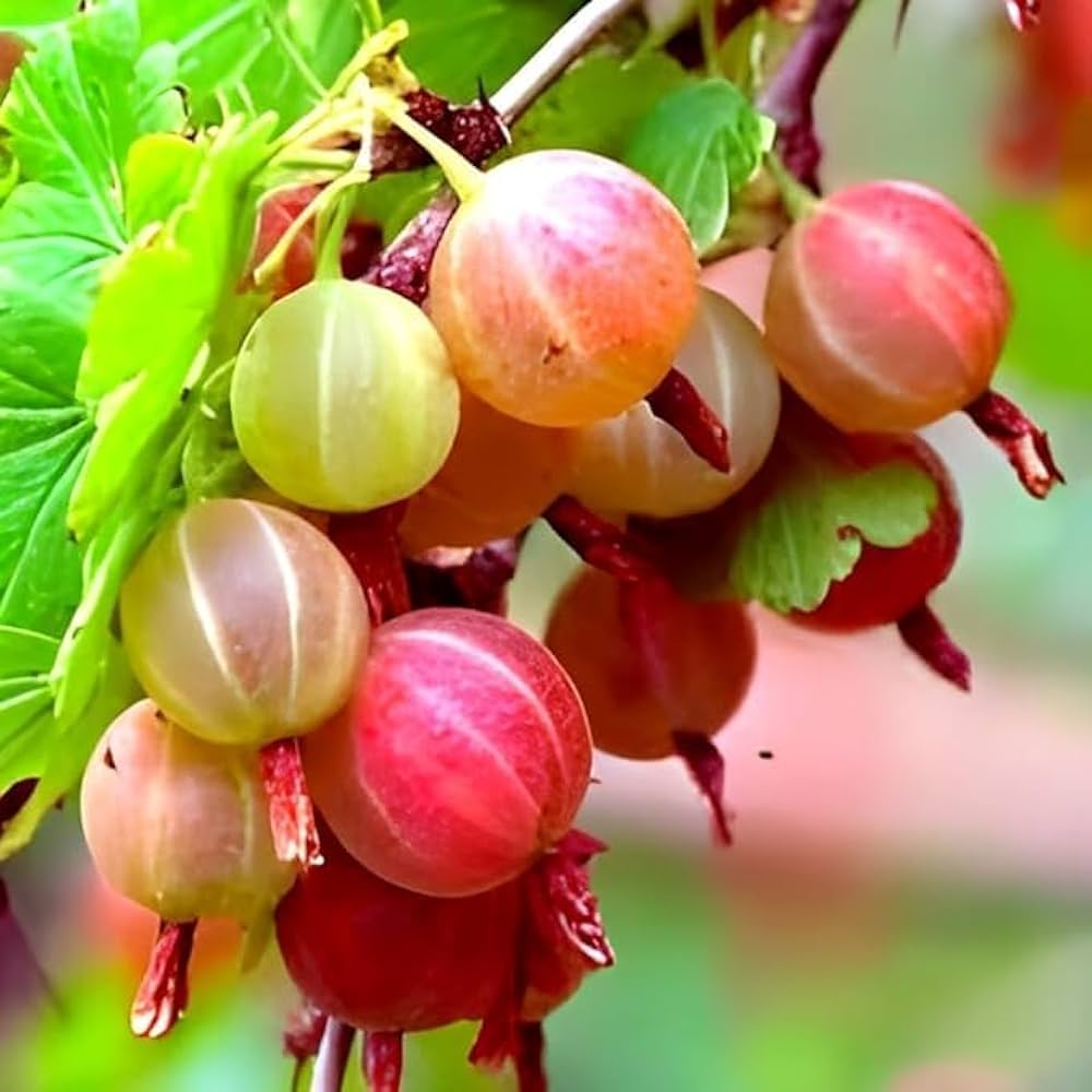 Gooseberry shrub with ripe berries