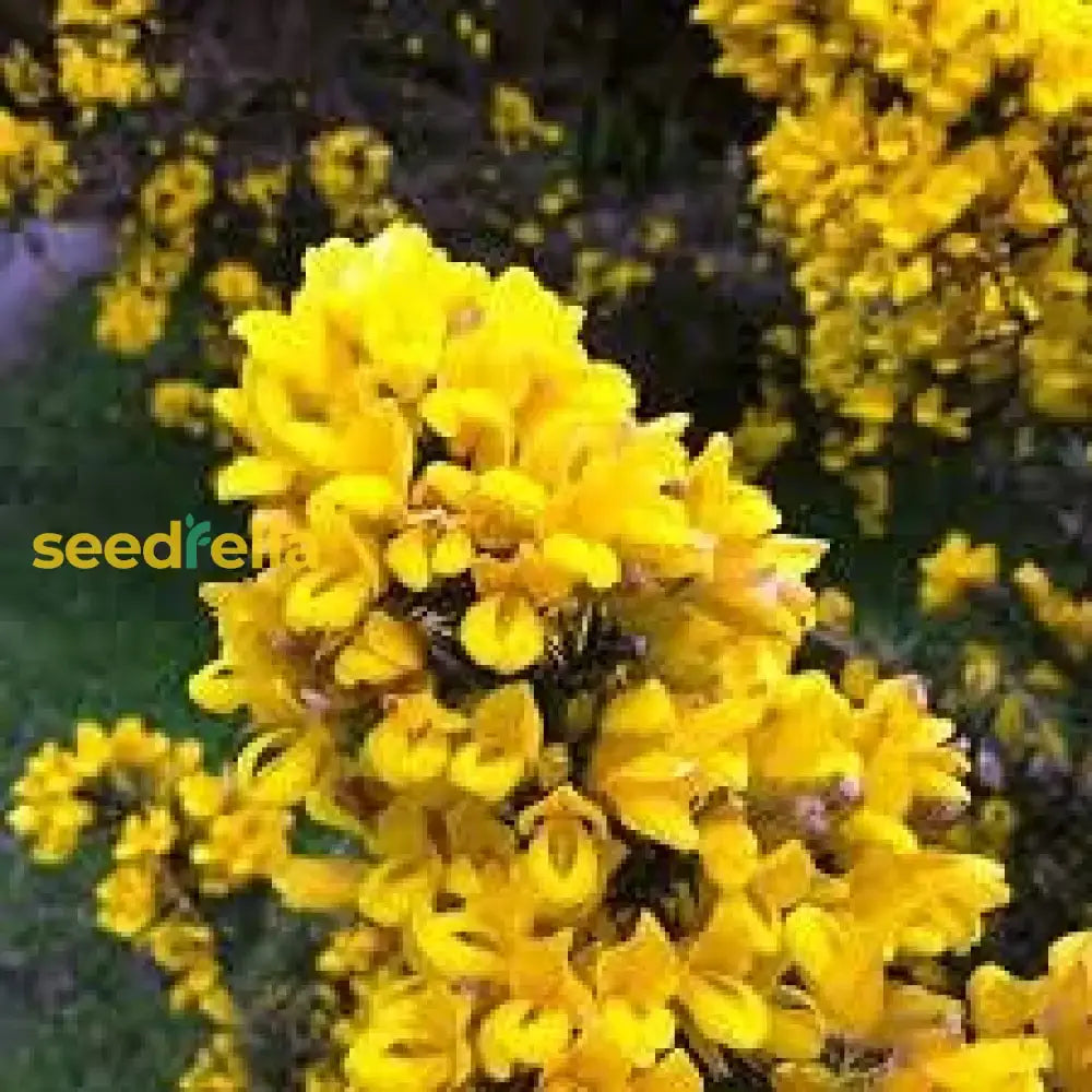 Gorse Ulex Europaeus Flower Seeds For Planting  Hardy Perennial Vibrant Yellow Blooms