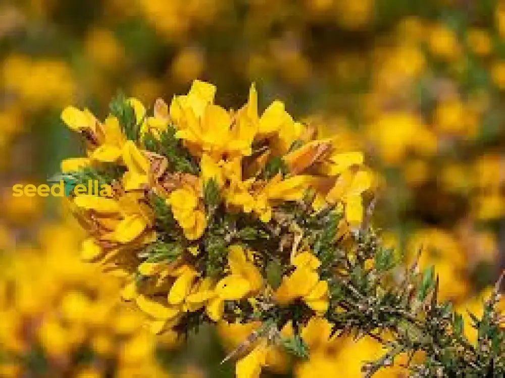 Gorse Ulex Europaeus Flower Seeds For Planting  Hardy Perennial Vibrant Yellow Blooms