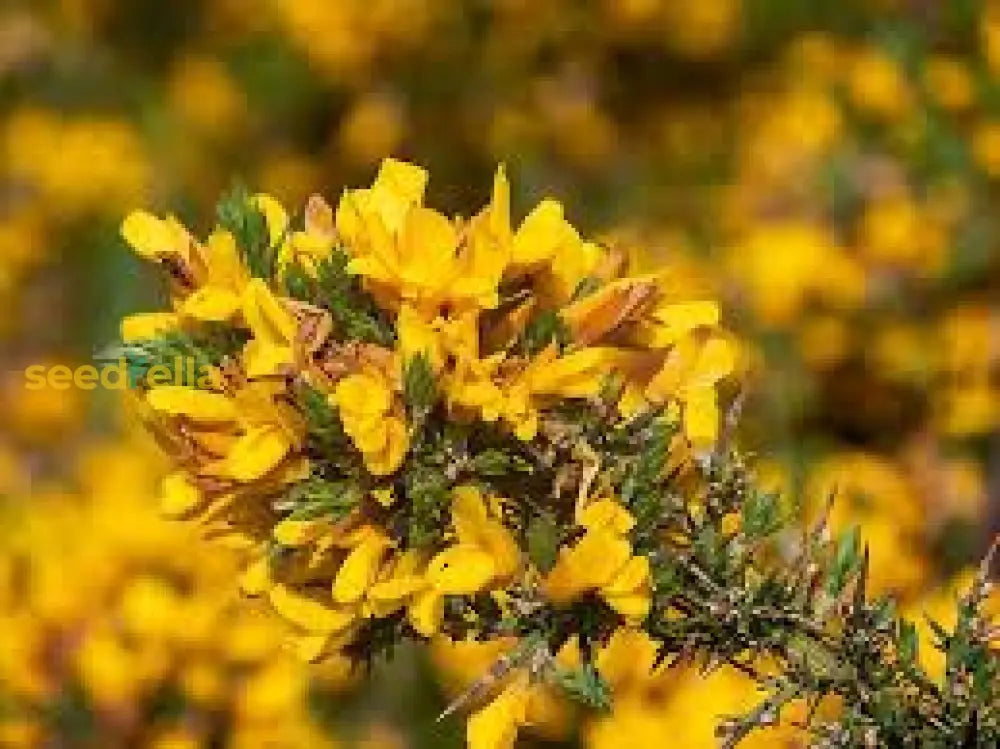 Gorse Ulex Europaeus Flower Seeds For Planting  Hardy Perennial Vibrant Yellow Blooms