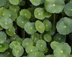 Gotu Kola (Centella asiatica) Plant with Round Green Leaves
