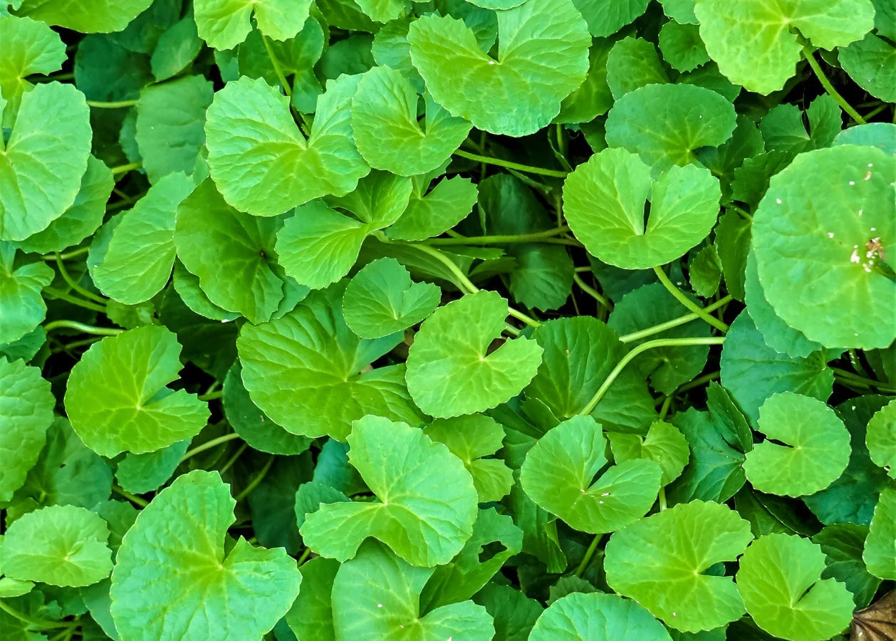 Young Gotu Kola Seedlings Growing Indoors