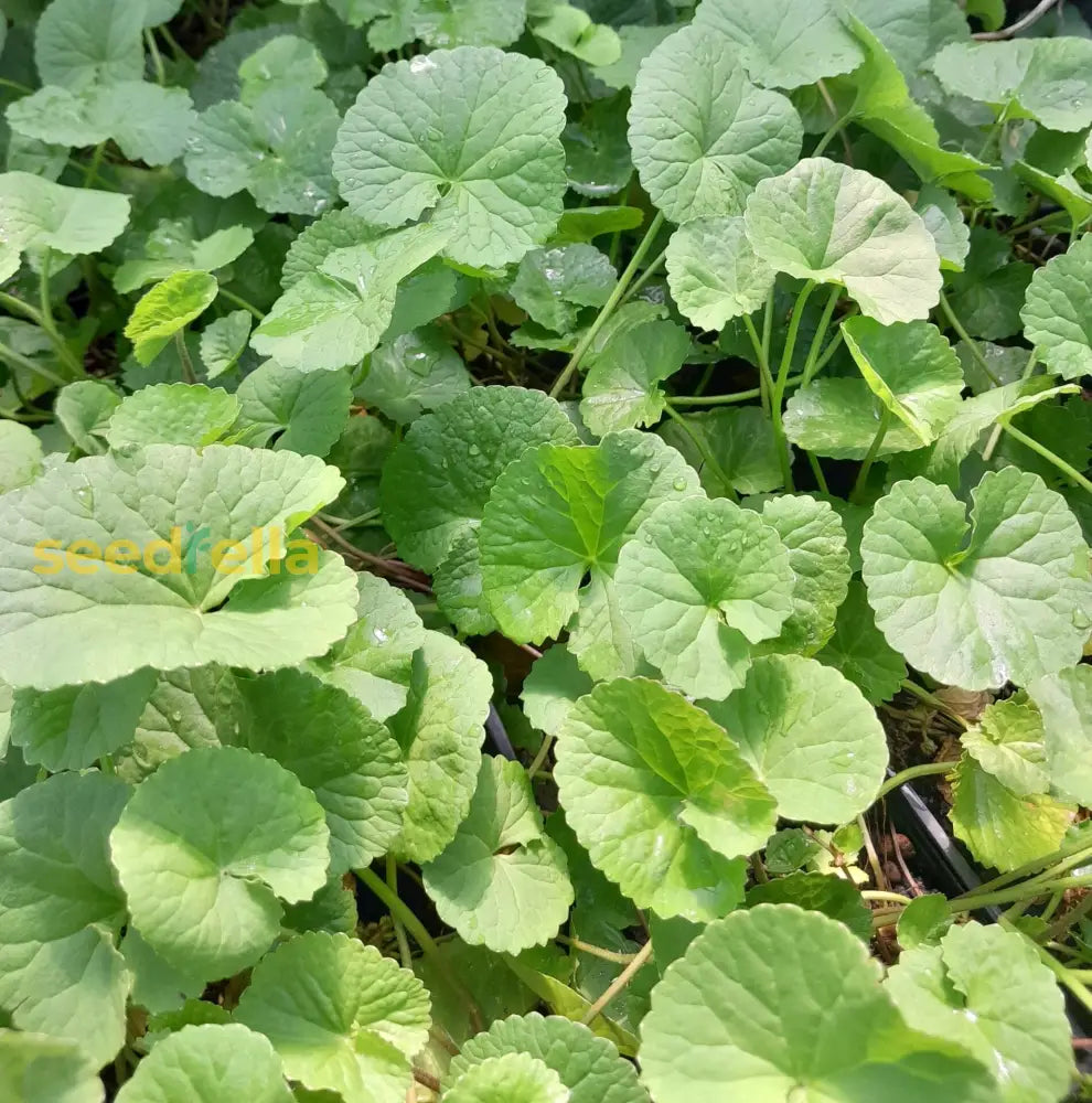 Gotu Kola Seeds For Herbal Planting Herb