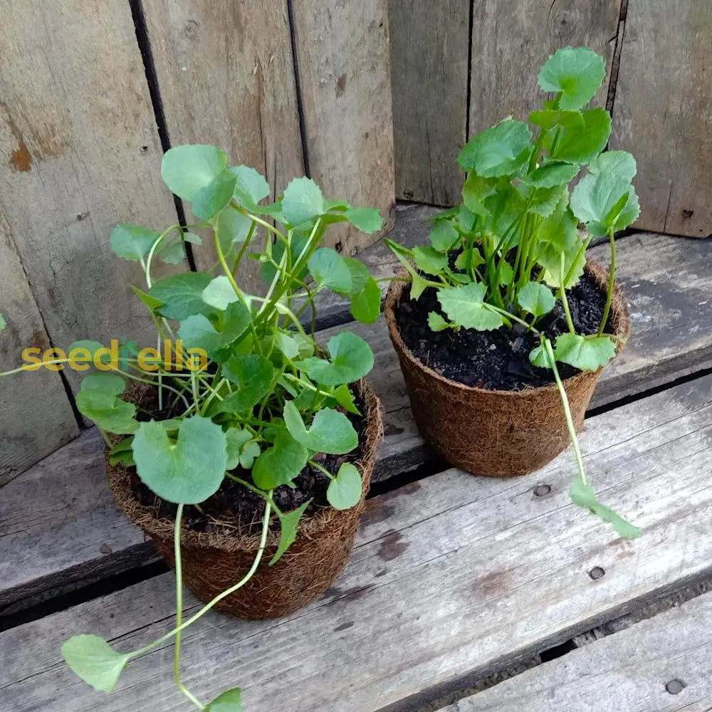 Gotu Kola Seeds For Herbal Planting Herb