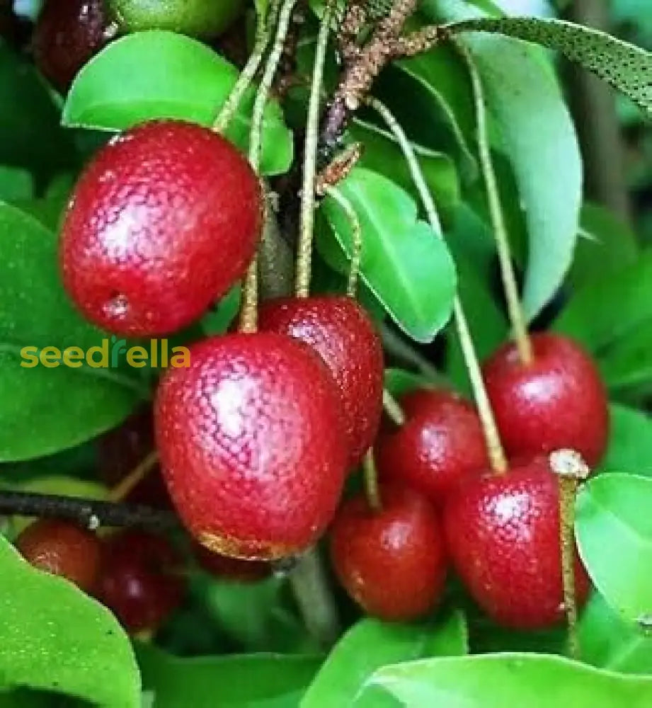 Goumi Fruit Seeds For Planting - Grow Your Own Delicious Antioxidant-Rich Berries