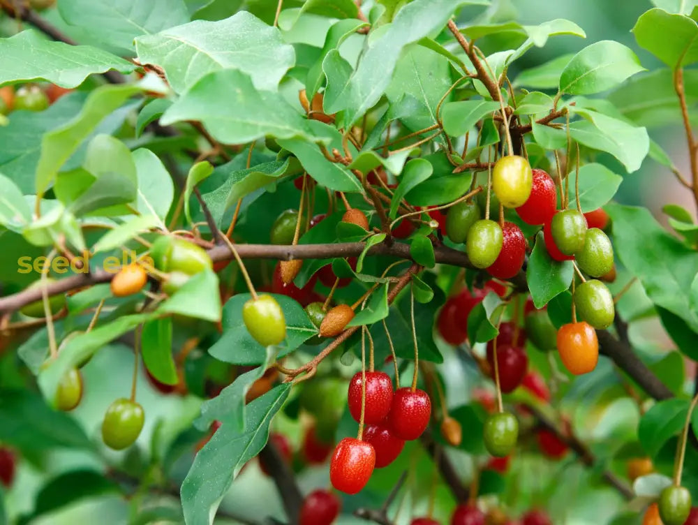 Goumi Fruit Seeds For Planting - Grow Your Own Delicious Antioxidant-Rich Berries