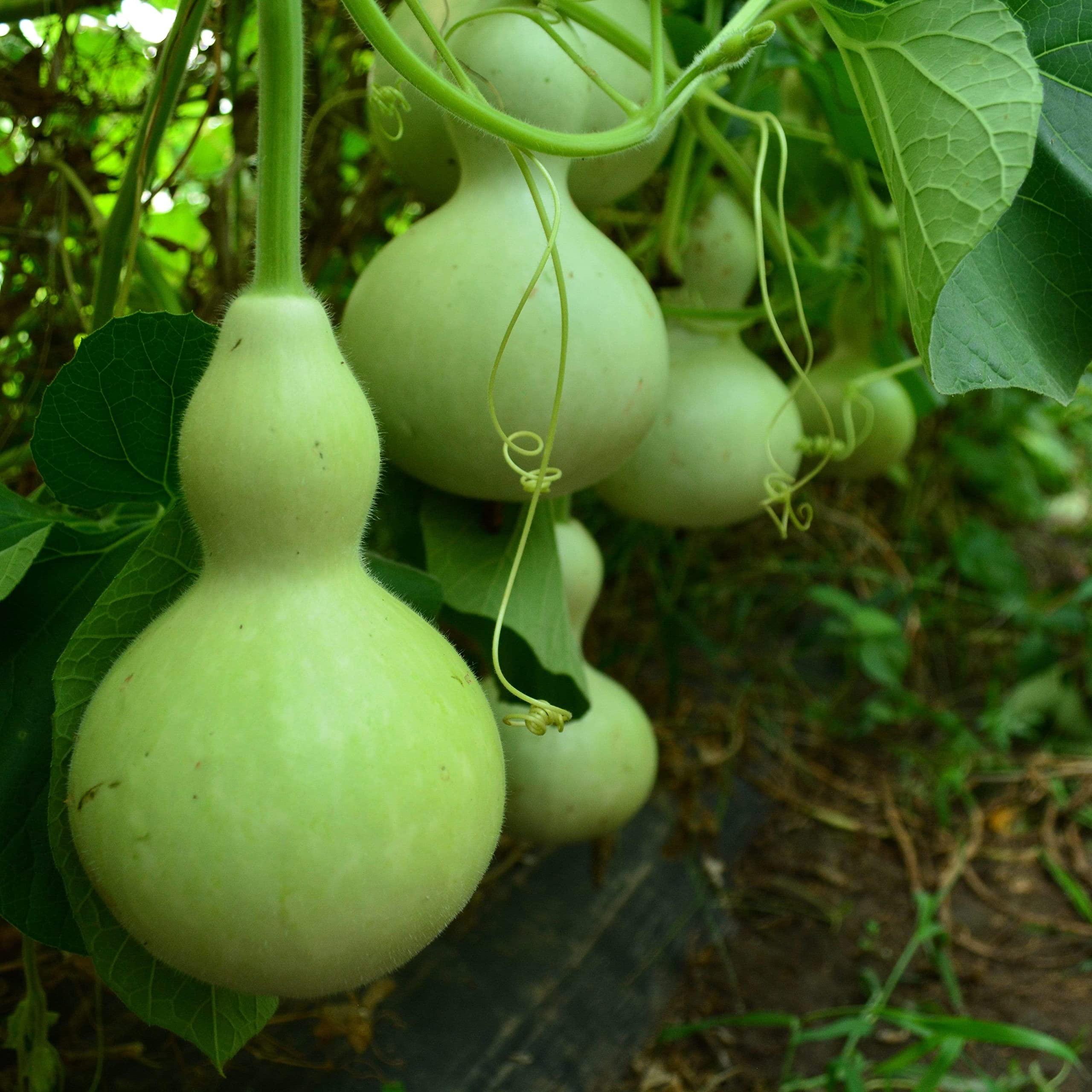Green Birdhouse Gourd seeds for home garden and trellised beds