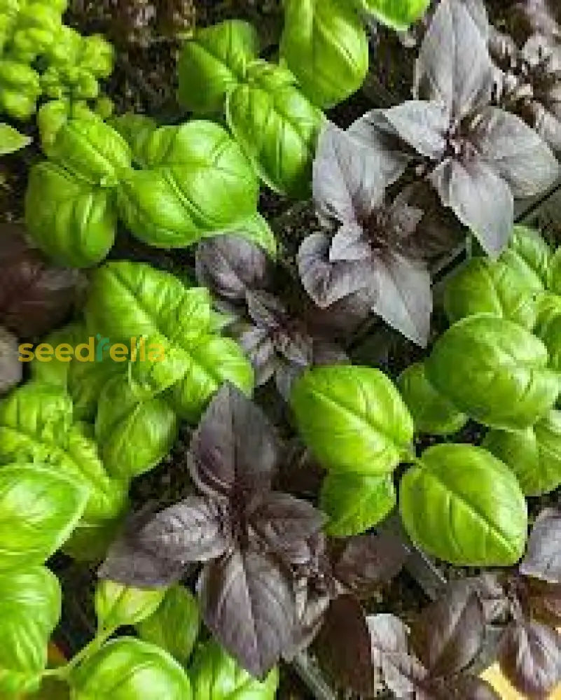 Gourmet basil seeds mix for planting