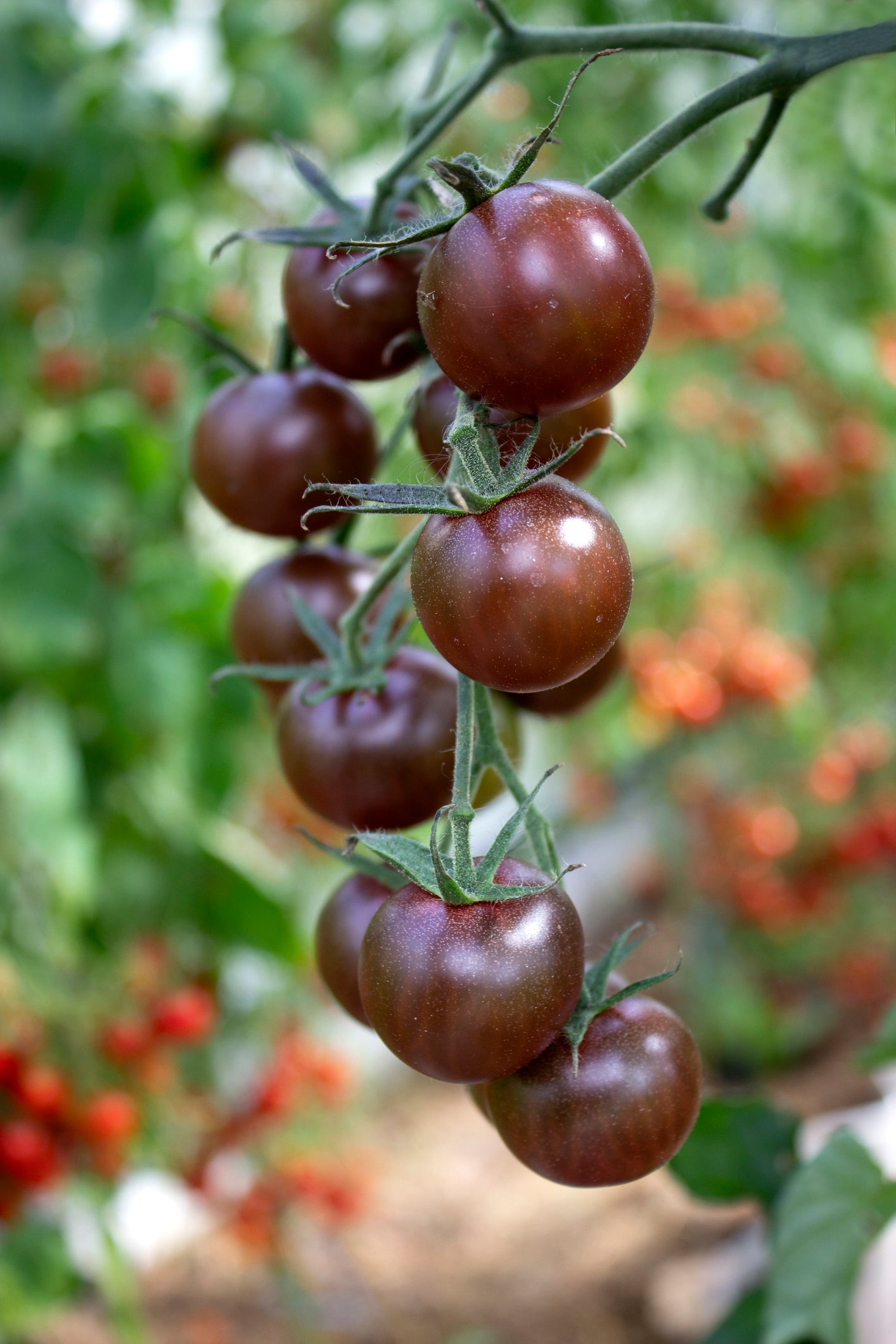 Chocolate tomatoes ripening on the vine