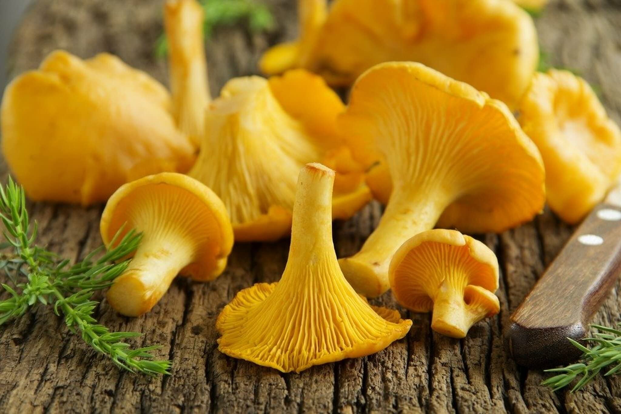 Gourmet Girolle mushroom seeds for home growers