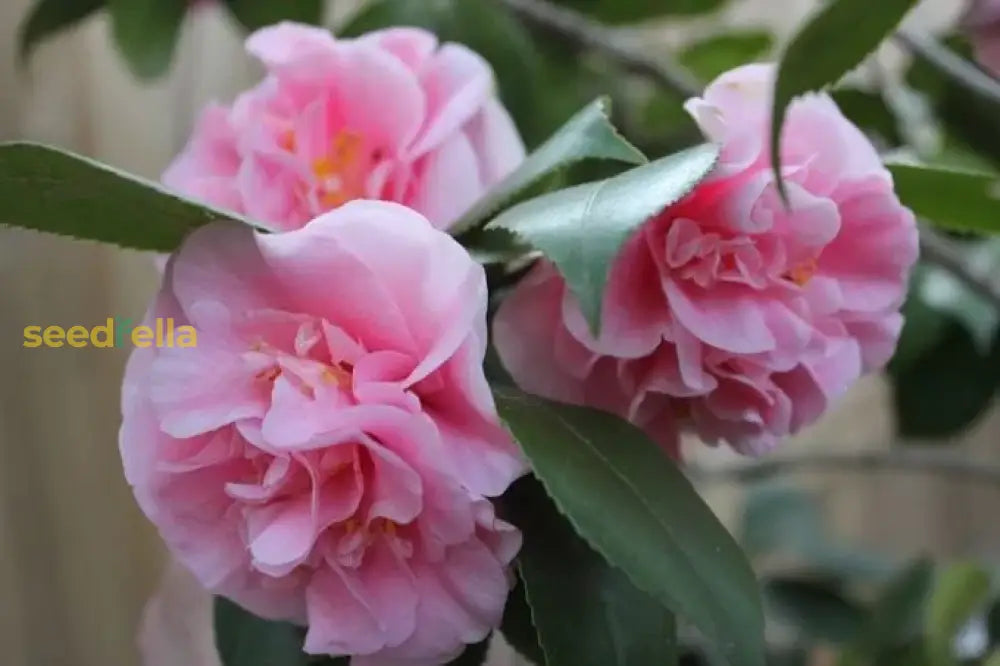 Graceful Pink Camellia Flower Seeds For Planting