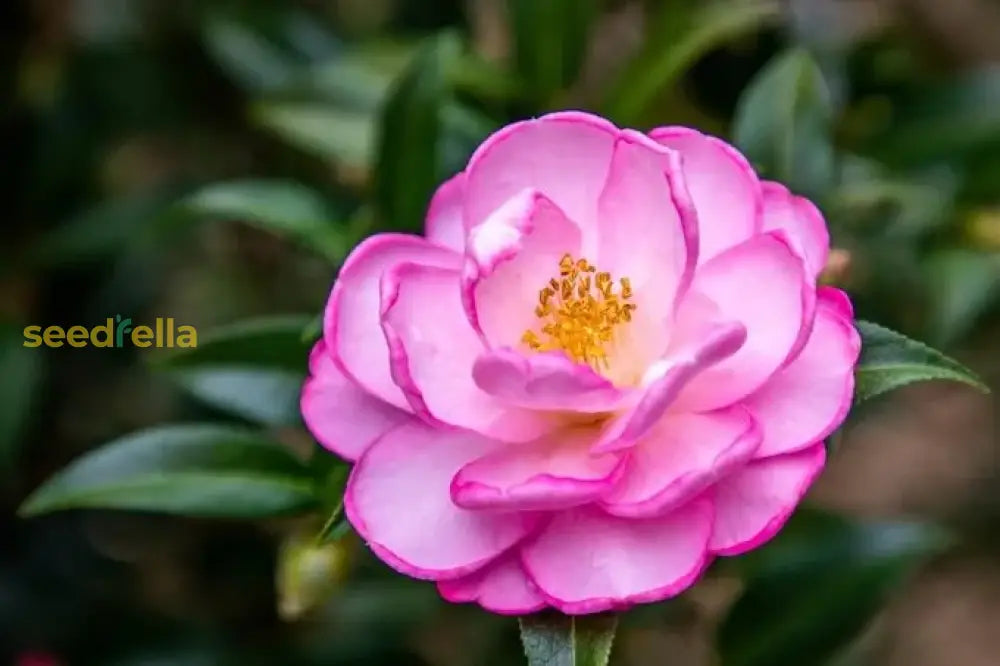 Graceful Pink Camellia Flower Seeds For Planting