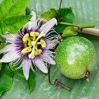 Granadilla passion fruits growing on vine
