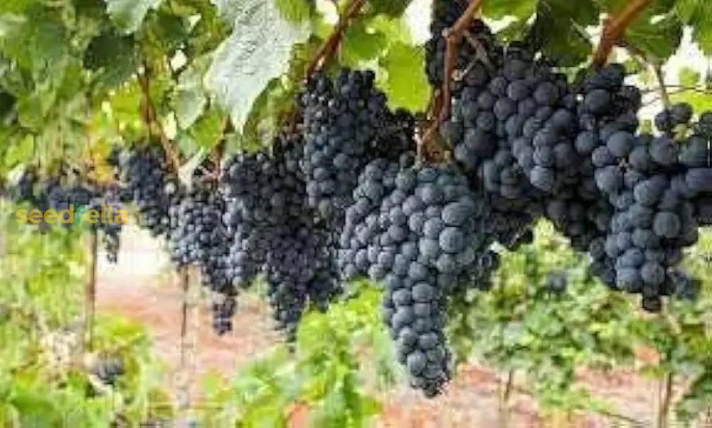 Grape Fruit Planting Seeds For Garden & Home