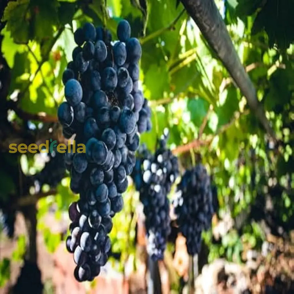 Grape Fruit Planting Seeds For Garden & Home