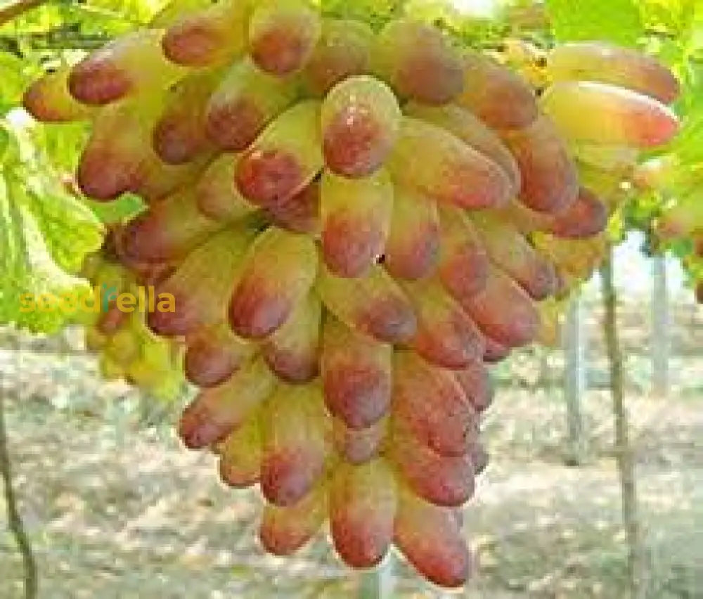 Grape Fruit Seeds For Planting  Red & Green Varieties