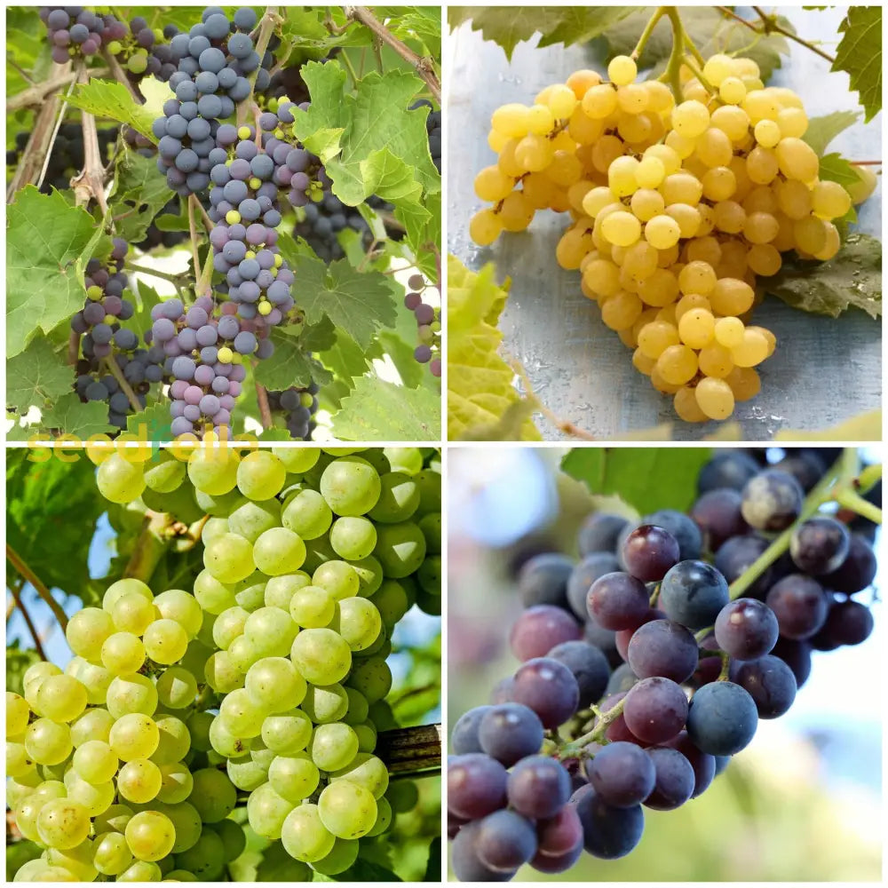 Grape Seeds For Planting - Cultivate A Variety Of Tasty Grapes!