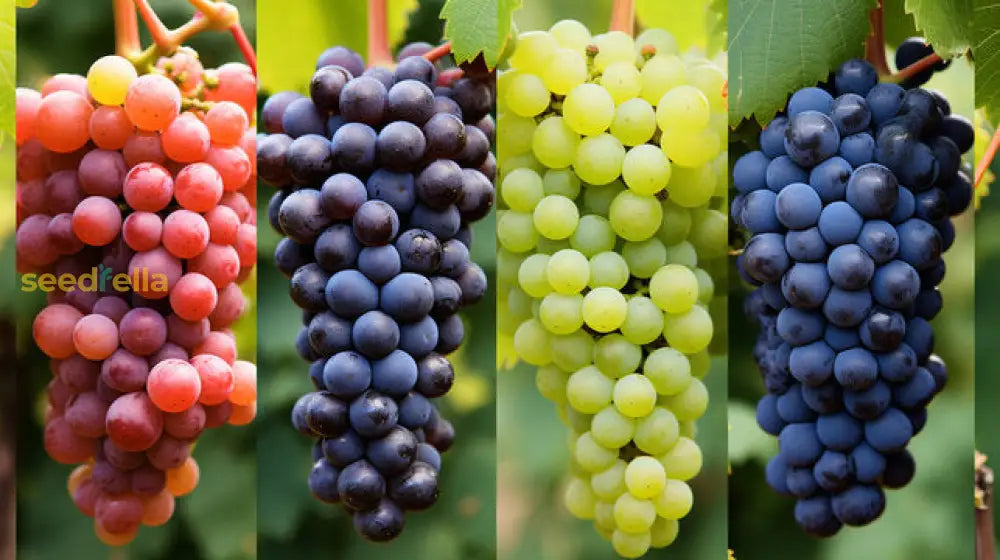 Grape Seeds For Planting - Cultivate A Variety Of Tasty Grapes!