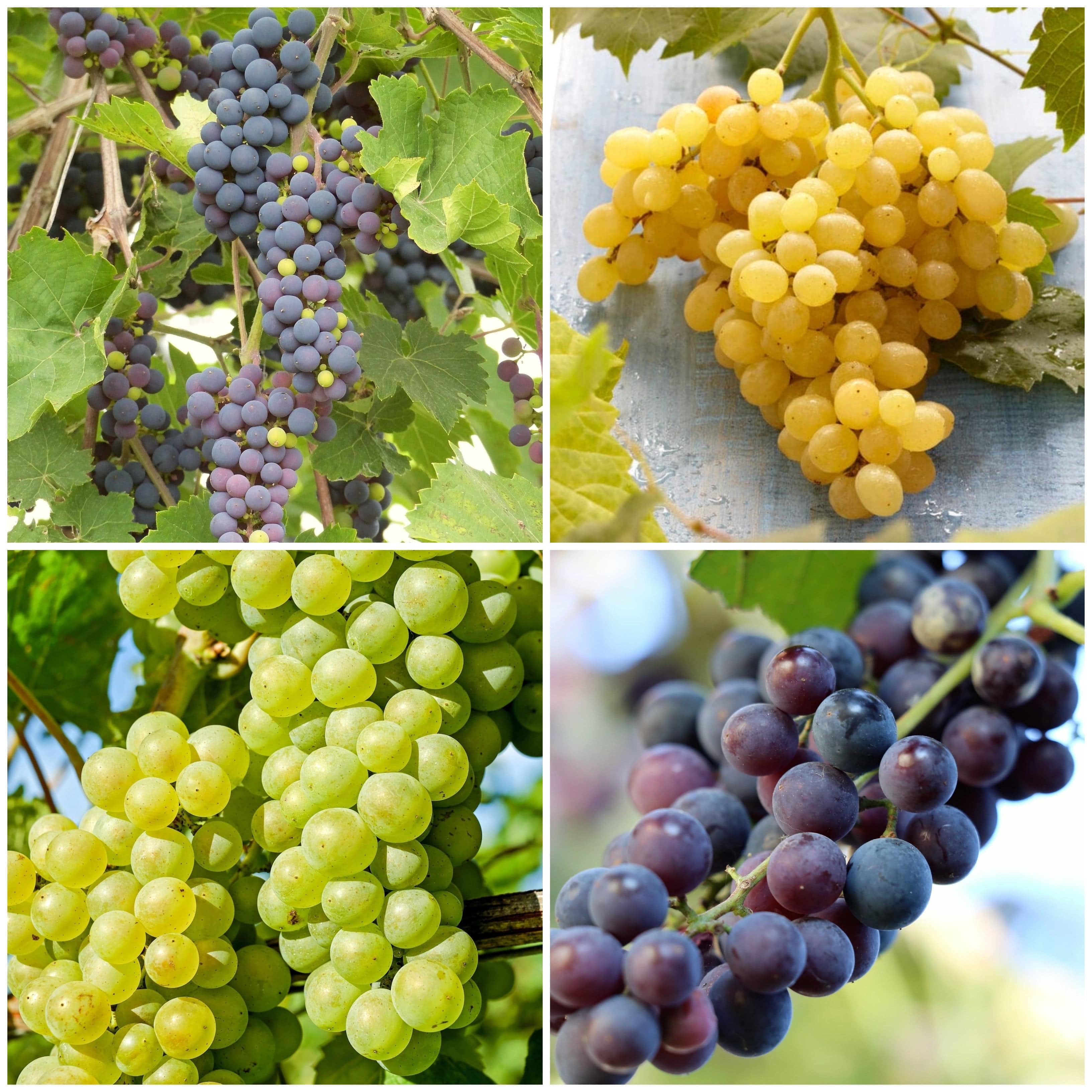Grape seeds for planting mixed varieties home garden vines
