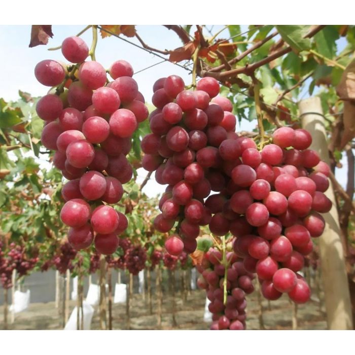 Grape plants trained on trellis for strong garden growth