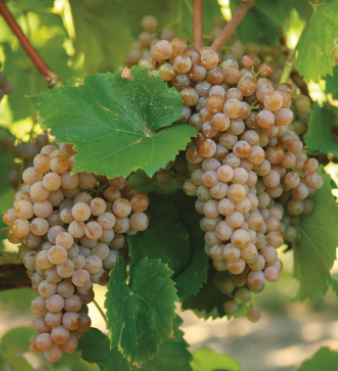 Grape seeds Vitis vinifera showing green vine leaves closeup