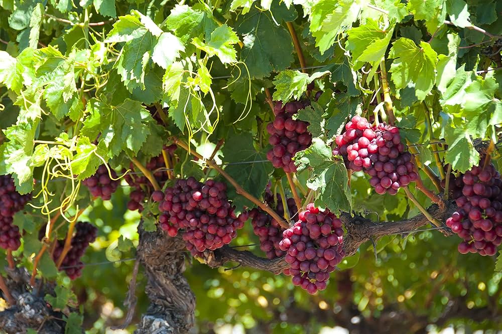 Grape seeds for planting Vitis vinifera