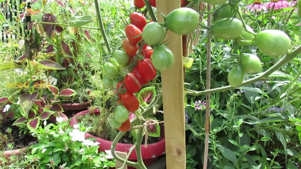 Grape Tomato seeds warm season gardening
