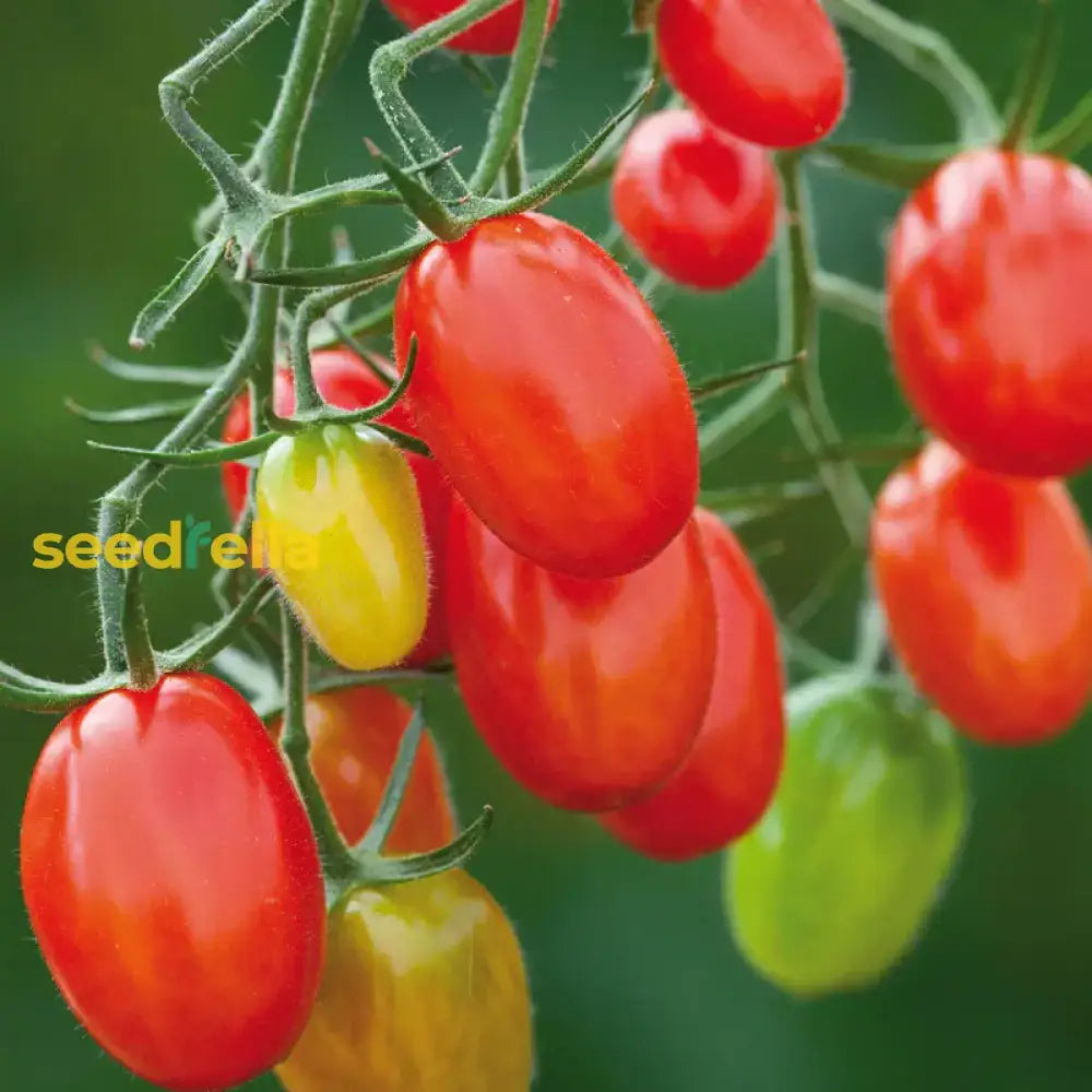 Grape Tomato Seeds - Delicious Vegetable For Your Garden Seeds