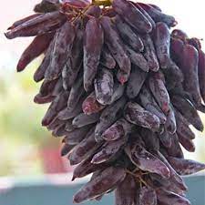 Grape vines grown from Purple Finger Grape seeds in USDA Zones 6–10