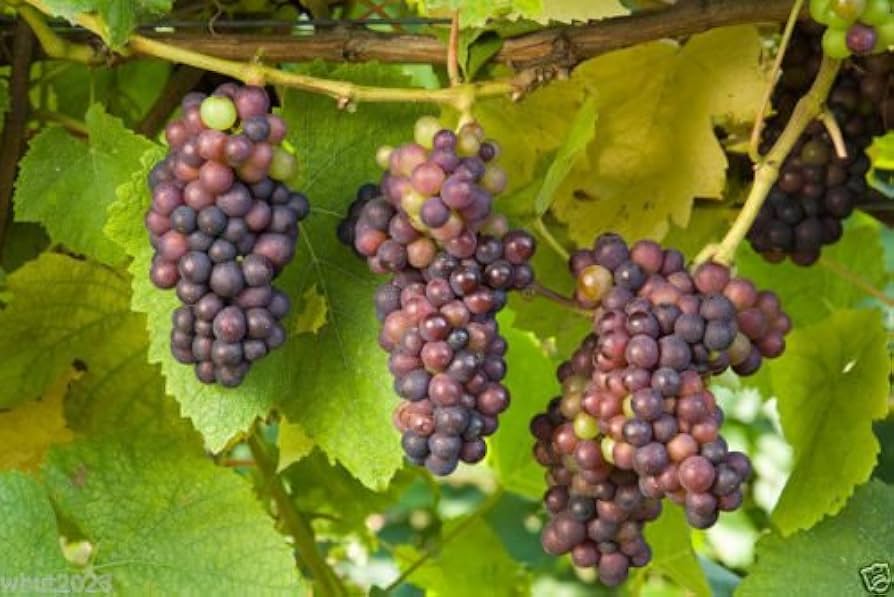 Grape seeds for planting Vitis vinifera