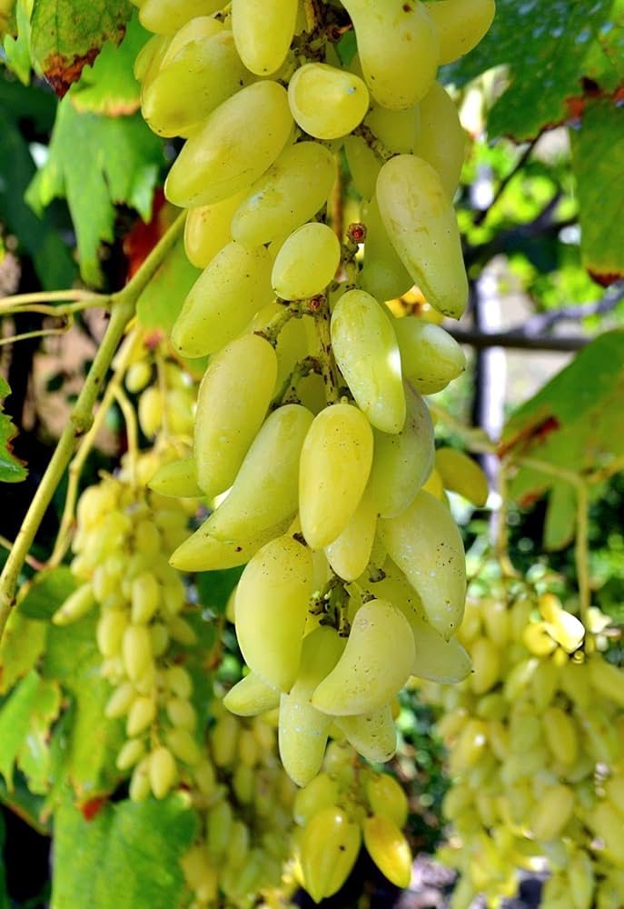 Germinating grapefruit seed in soil