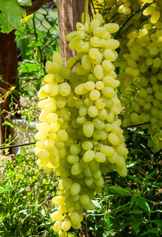 Grapefruit Seeds – Citrus × paradisi – Tropical Fruit Tree for Garden ...