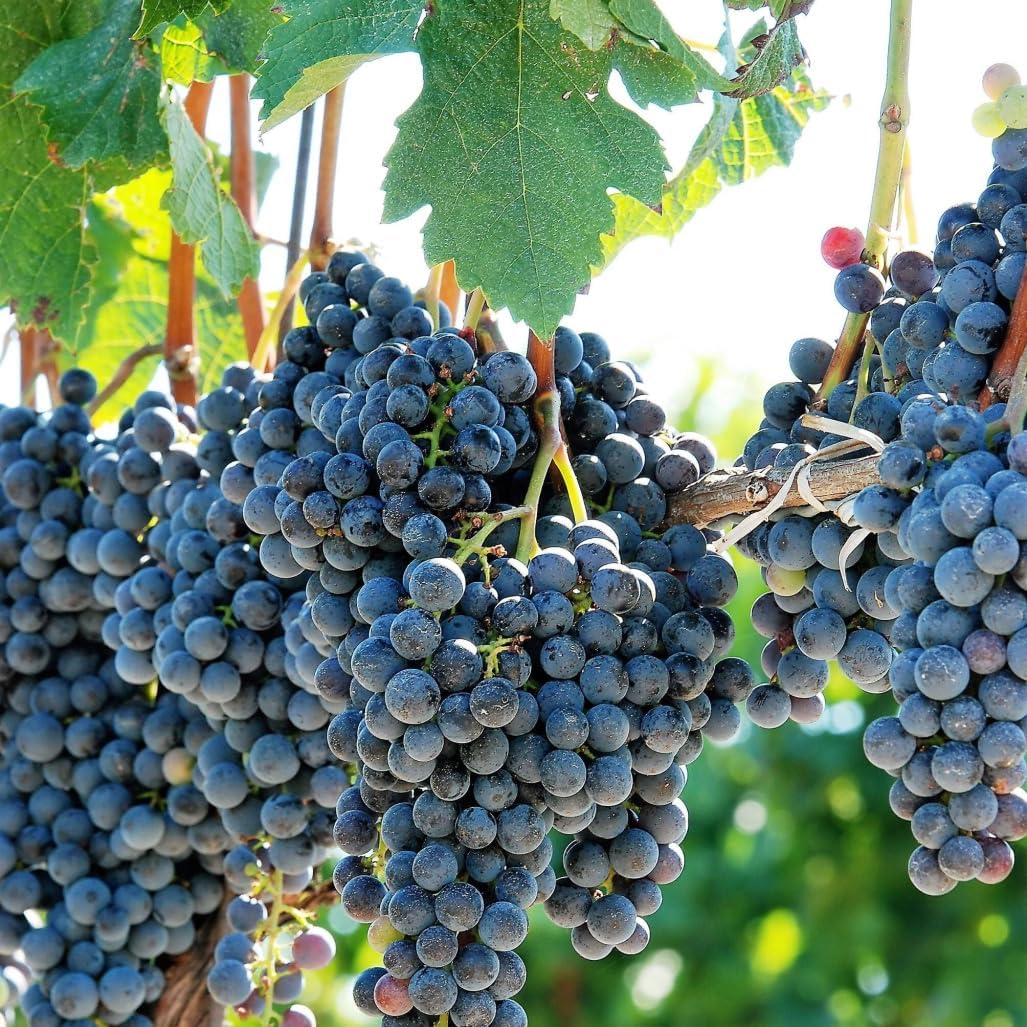 Riverbank Grape seedlings sprouting in tray