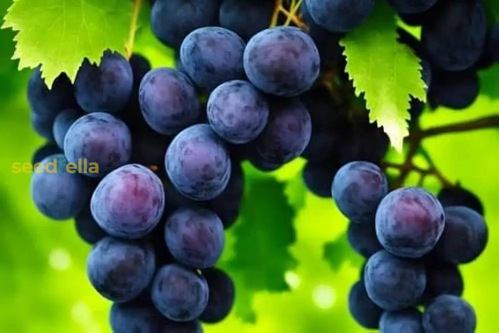 Grape Vine Seedlings Growing in Pots