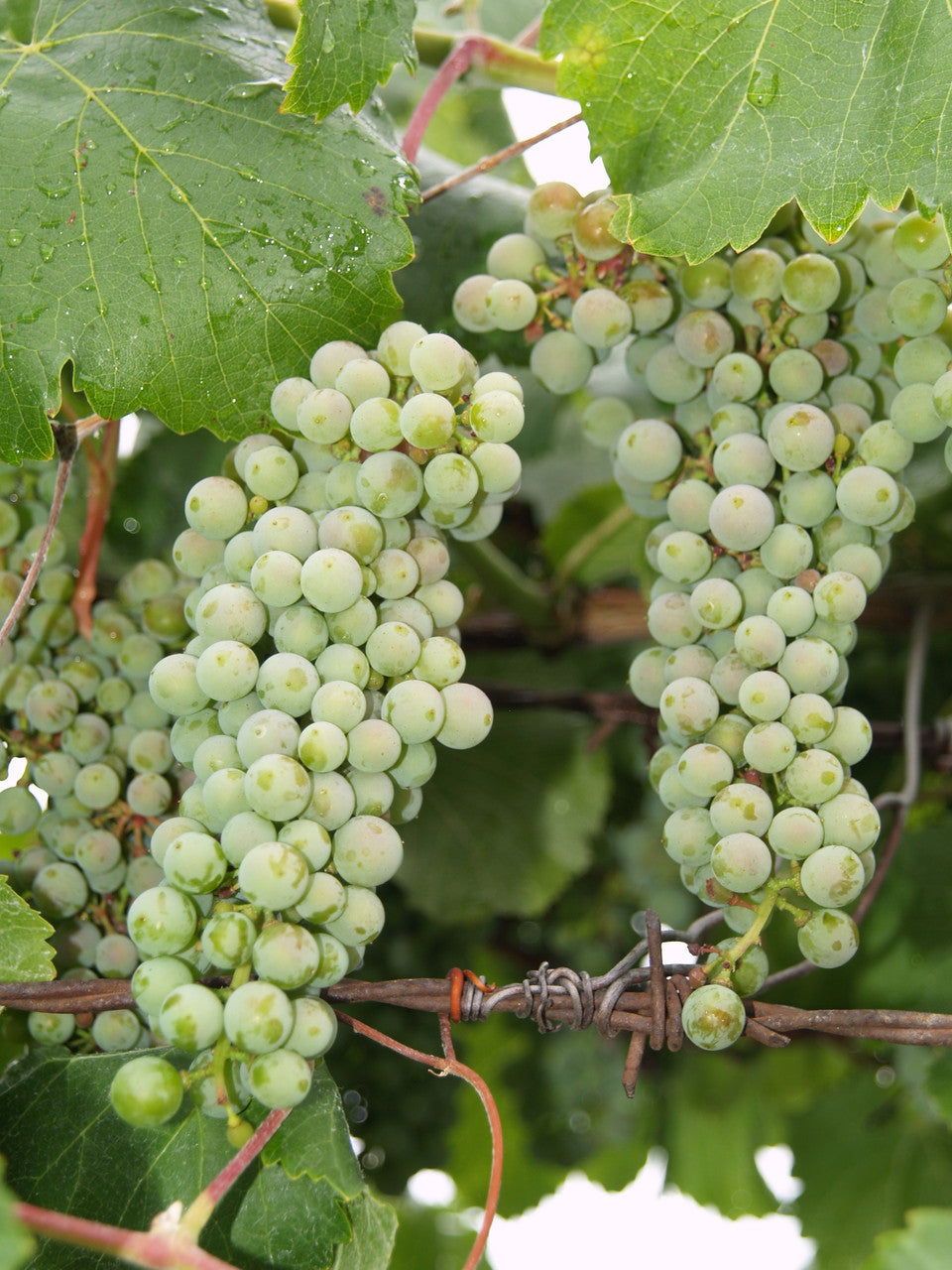 Green grapevine trained on trellis