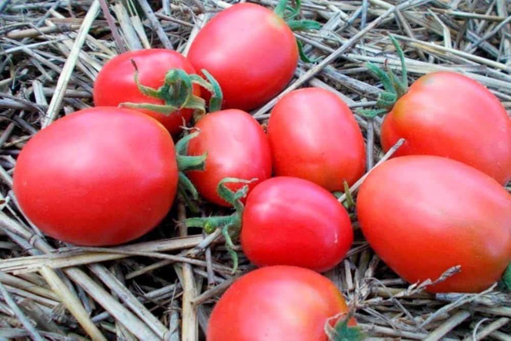 Grappoli D’Inverno cherry tomatoes on the vine from seeds