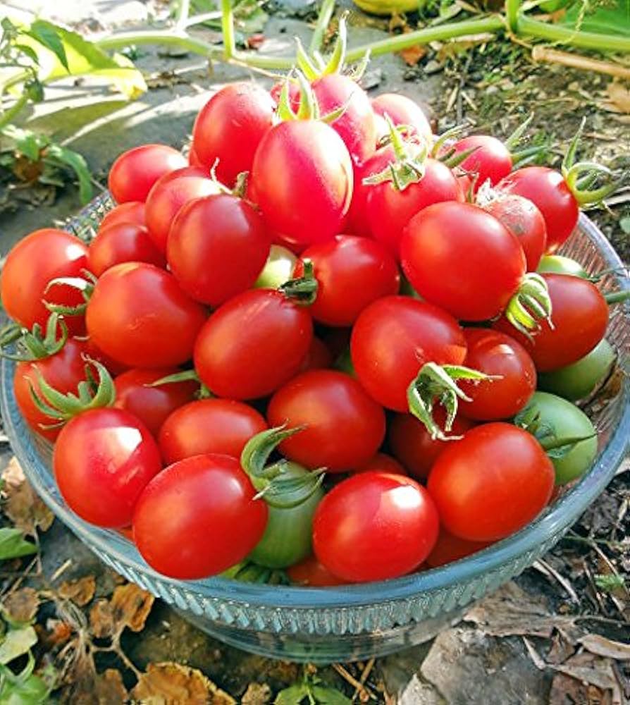 Grappoli D’Inverno Tomato Seeds for planting