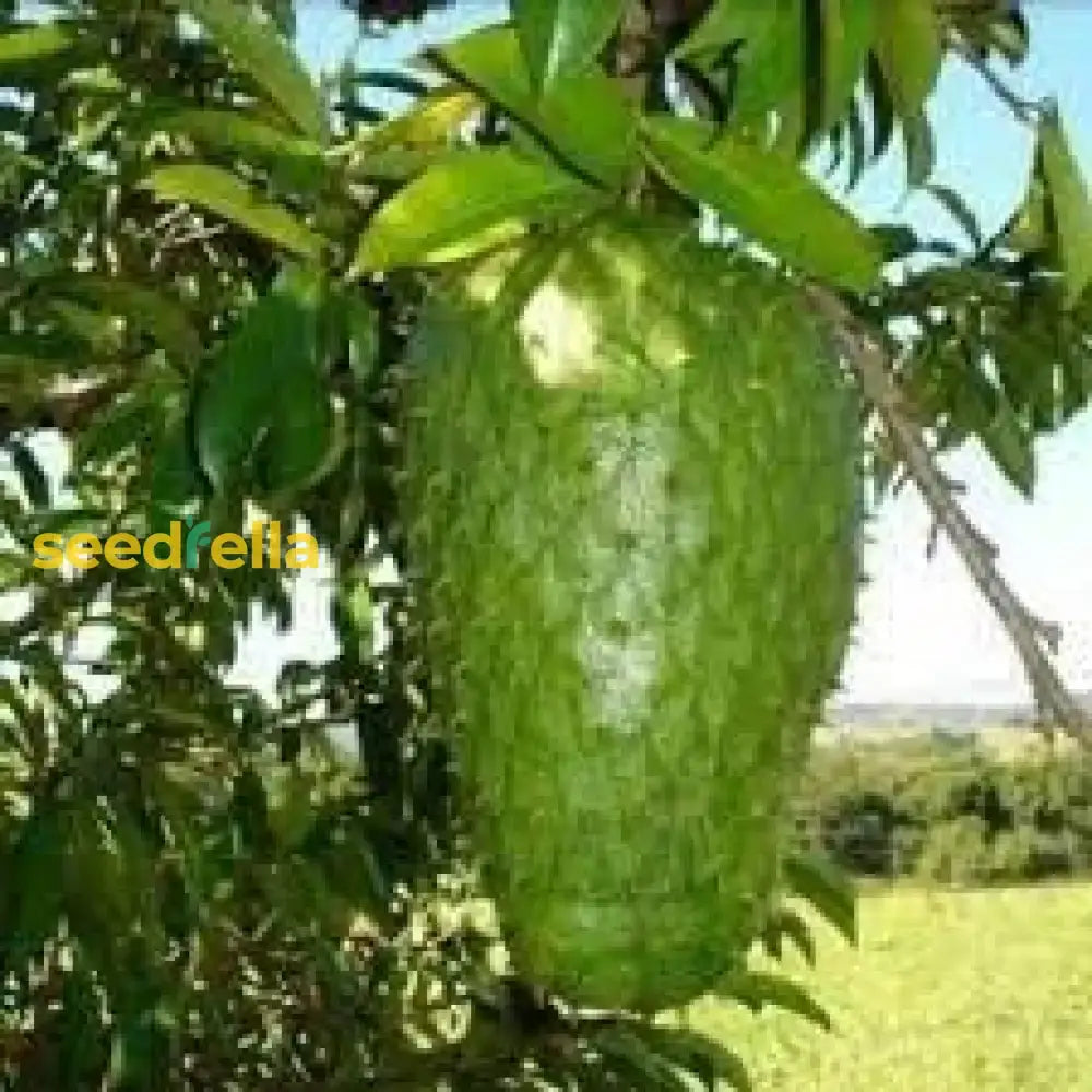 Graviola Fruit Seeds - Grow Delicious Soursop At Home