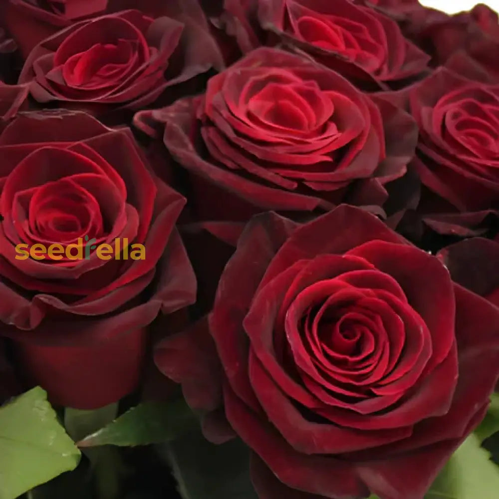 Gray And Red Rare Rose Seeds For Planting Flower