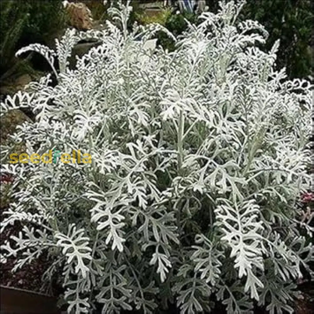 Gray Cineraria Miller Seeds For Planting Plant Seeds