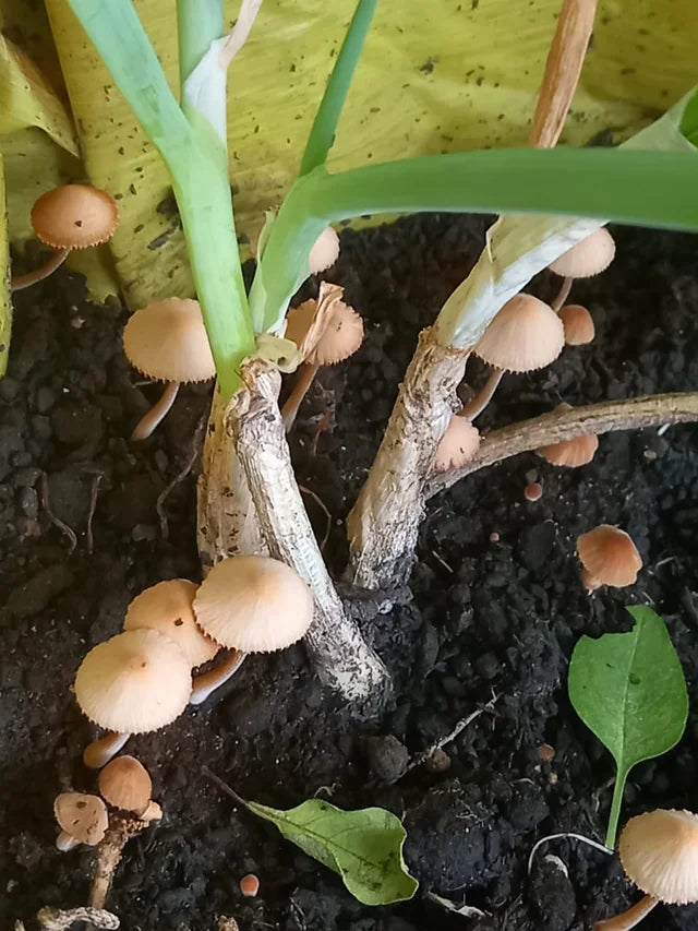 Growth stage of gray mushrooms cultivated from non GMO seeds