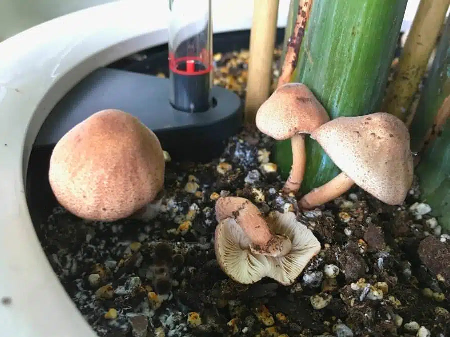 Heirloom gray mushroom seeds suitable for indoor mushroom cultivation