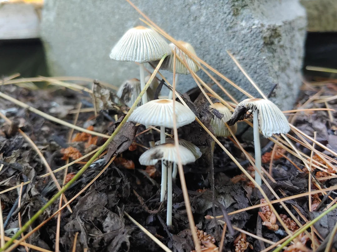 Gray mushroom seeds ideal for indoor growing and home kits