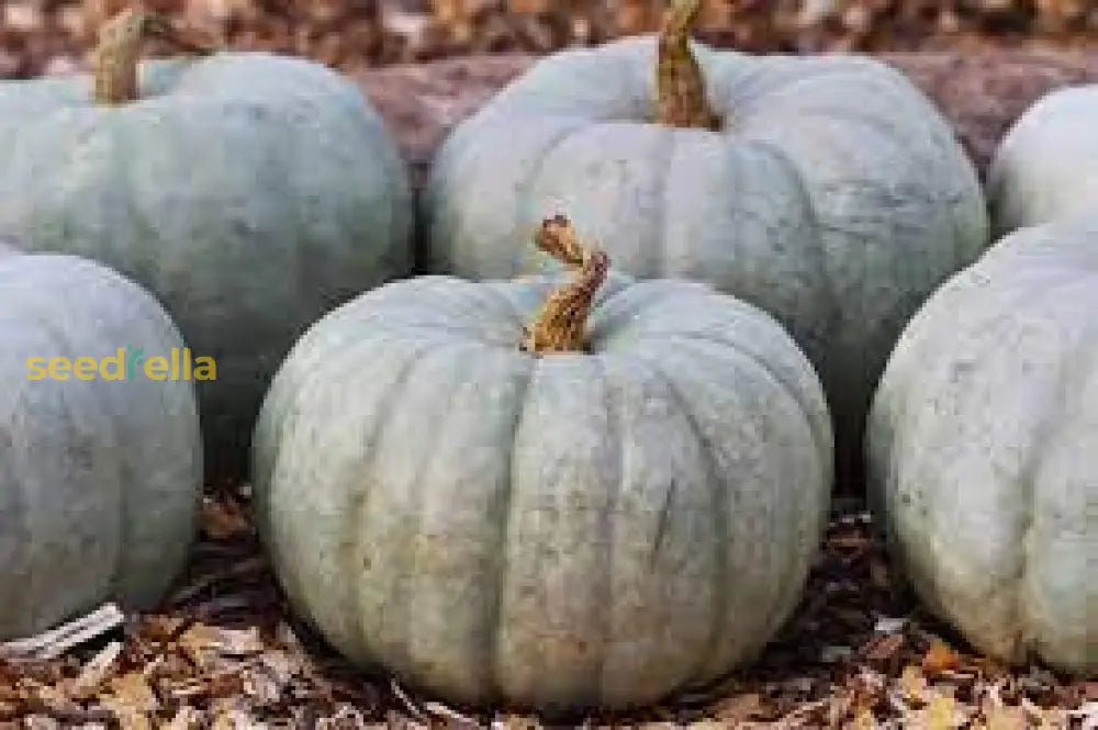 Gray Pumpkin Planting Seeds For Your Garden Vegetable Seeds