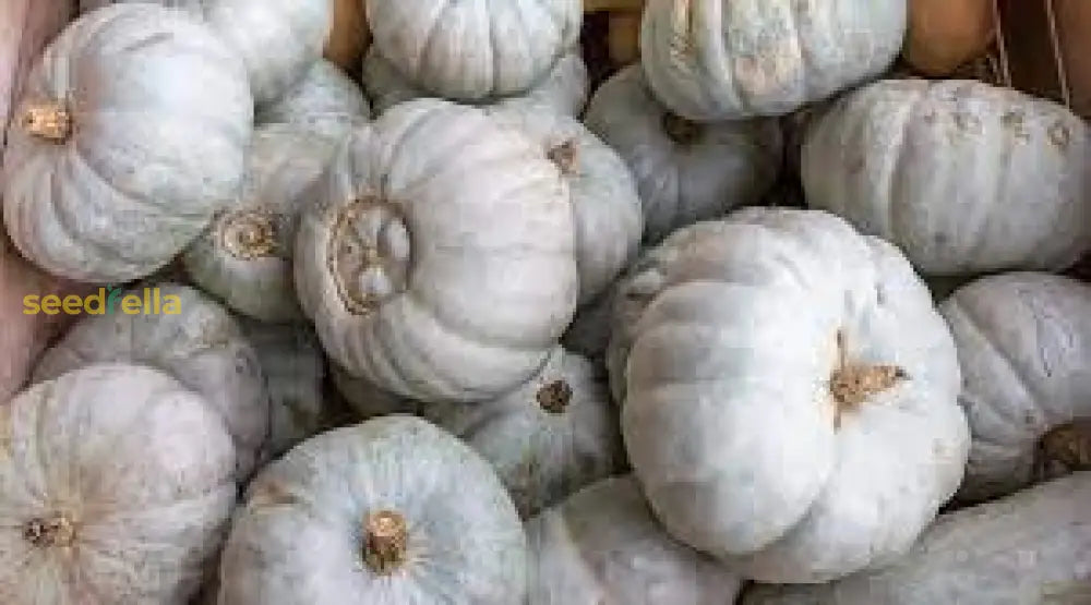 Gray Pumpkin Planting Seeds For Your Garden Vegetable Seeds