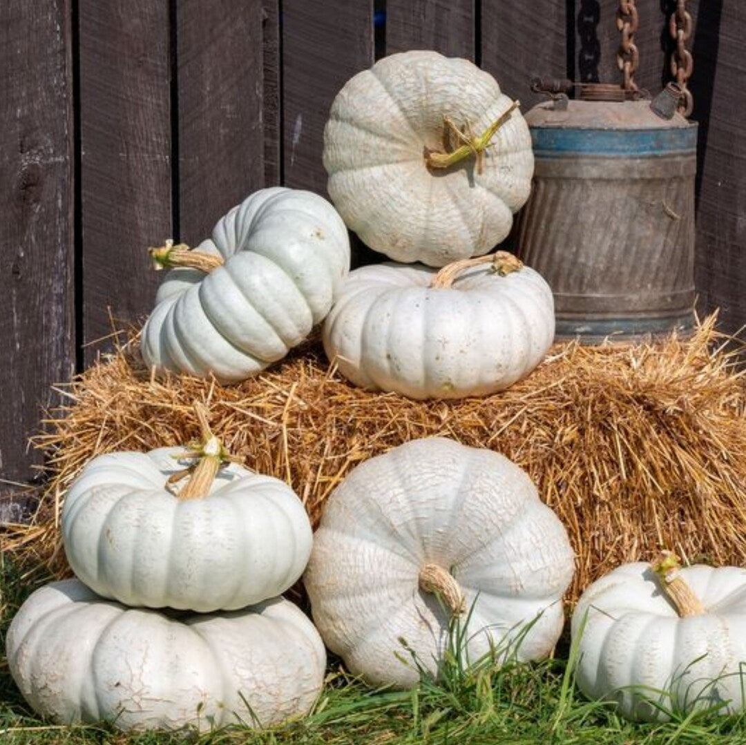 Gray pumpkin seeds for planting